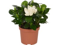 GROW by OBI Gardénia jazmínovitá (Gardenia jasminoides) cca 9 cm krémovobiela