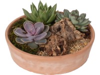 Aranžmán z echevérií v terakotovej nádobe priemer kvetináča cca 24 cm