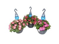 Petúnia záhradná (Petunia hybrida) 