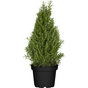 Bylinná pyramída v kvetináči (Ø 25 cm): Aromatická sada byliniek do kuchyne a na balkón.