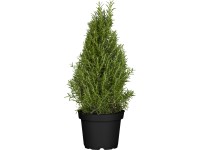 Korenie pyramída priemer kvetináča cca 25 cm