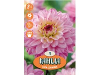 Jiřina Luka Johanna, ružová/purpurová