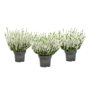 Tri kvitnúce biele vresy (Calluna vulgaris) v kvetináči.