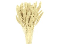 NOHEL GARDEN Sušená dekorácia Setaria - bér biely 40 g