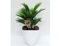 Livistona rotundifolia v keramickom kvetináči pr. 22 cm