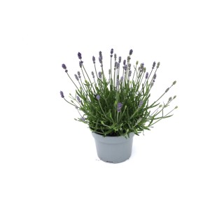 Modrá levanduľa (Lavandula ang.) v kvetináči, ideálna do záhrady a na balkón.