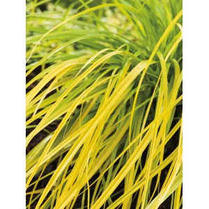 Žltozelená ostrica Everillo (Carex oshimensis) v kvetináči, okrasná listom pre záhradu a terasu.