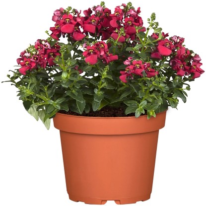 Landgard Ostrohatka barberina (Diascia barberae) ružová cca 10-20 cm, pr. 12 cm