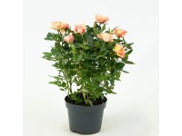 Izbová ruža (Rosa hybrida), rôzne farby, výška 25-30 cm, pr. 10,5 cm