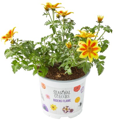 OBI Dvojzubec prútolistý (Bidens ferulifolia)"Blazing Star" výška 15cm pr.12 cm