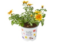 OBI Dvojzubec prútolistý (Bidens ferulifolia)