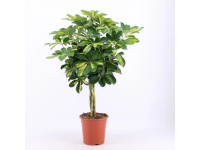 Dracéna so splietaným kmeňom 