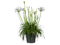 Landgard Kalokvet (Agapanthus Hybride) mix cca výška 60-80 cm, pr. 24 cm