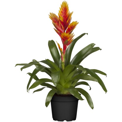 GROW by OBI Vrízea "Intenso Orange", pr. kvetináča cca 12 cm