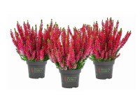 MONTANO Vres obecný (Calluna vulgaris) různé barvy pr. cca 10,5 cm