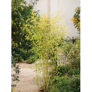 OBI Zlatý bambus (Phyllostachys aurea) v kvetináči, cca 30 cm Ø, ako vždyzelená clona pre záhradu.