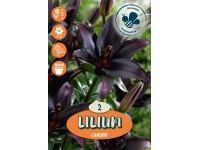 Ľalie Landini tmavočervené