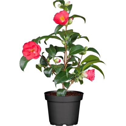 OBI Kamélia japonská výška cca 60 - 70 cm priemer kvetináča cca 19 cm Camelia