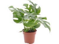 GROW by OBI Monstera (Monstera minima), pr. cca 12 x 25 - 35 cm