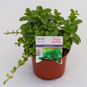 Mäta Mojito (Mentha spicata) v kvetináči, aromatická kuchynská a kokteilová prísada.