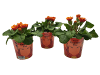 Prvosienka bezbyľová s 