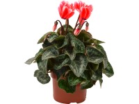 Cyklámen Fantasia červený pr. kvetináča cca 10,5 cm