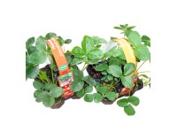 SK-Flora Jahoda stáleplodiaca (Fragaria) 4-pack SK-Flora Jahoda stáleplodiaca (Fragaria) 4-pack