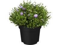 OBI Astra krovitá priemer kvetináča cca 19 cm Aster