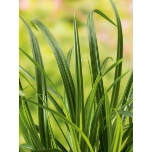 Detailný záber zelených listov rastliny GROW by OBI Ostrice Irish Green v kvetináči.
