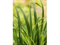 OBI Ostrica japonská 