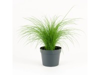 GROW by OBI Ozdobnica čínska (Miscanthus sinensis) 