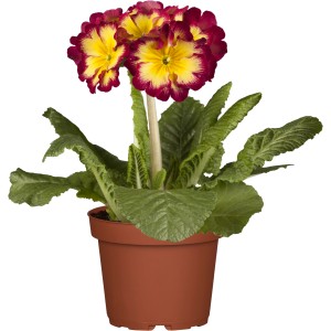 Črepníková prvosienka vyššia (Primula elatior) GROW by OBI s plnými, červenými a žltými kvetmi.