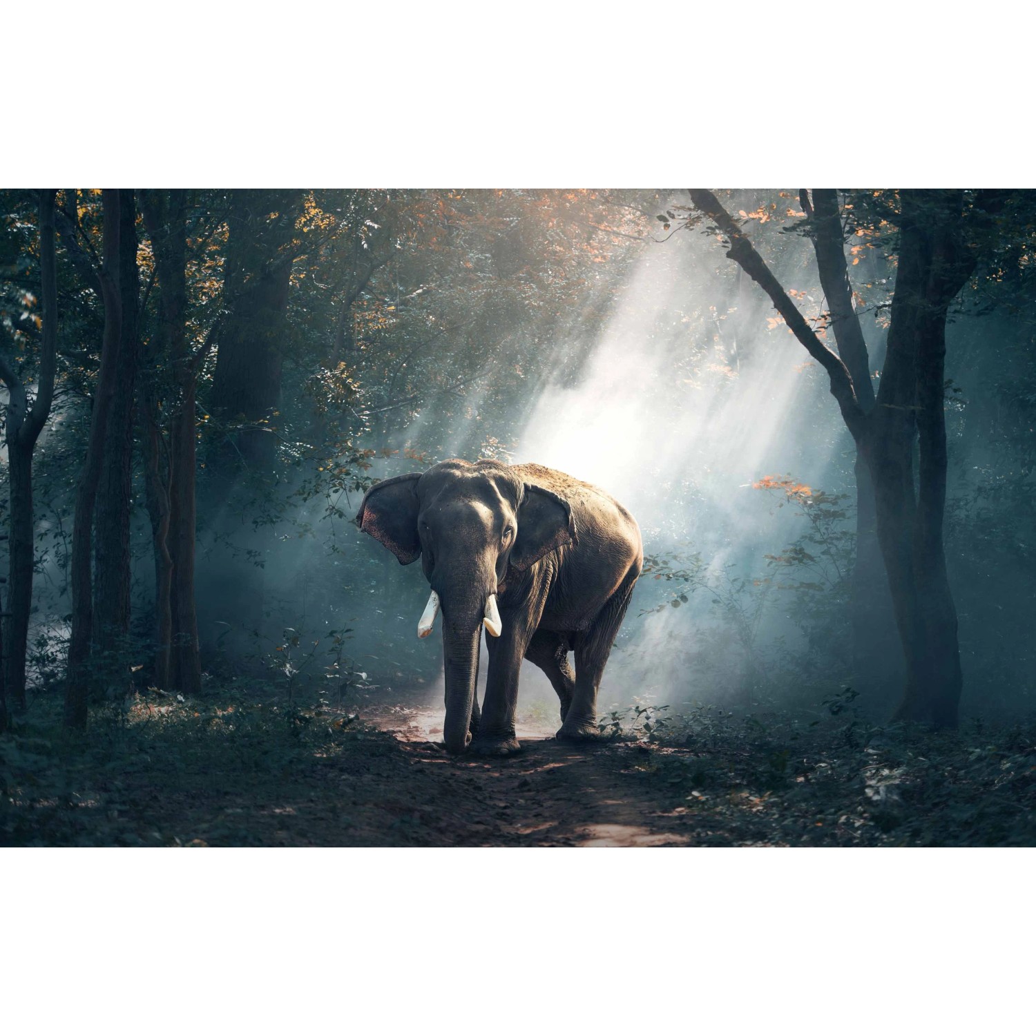 E-shop Bondecor Obraz, tlačené plátno Príroda 70 x 110 cm