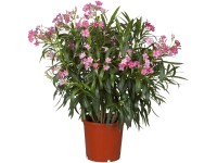 OBI Oleander obyčajný ružový priemer kvetináča cca 17 cm Nerium