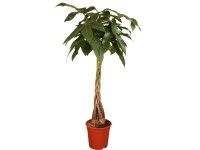 Pachira vodná priemer kvetináča cca 21 cm
