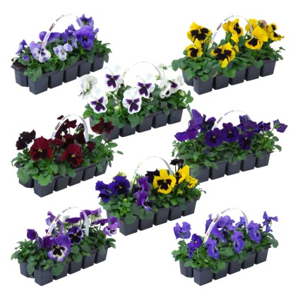 Floricode Violka rohatá (Viola Cornuta) rôzne farby 10-pack