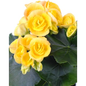 Žltá begónia GROW by OBI (Begonia Elatior) v kvetináči, výška cca 28-34 cm.