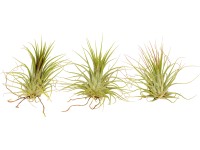 Tillandsia 