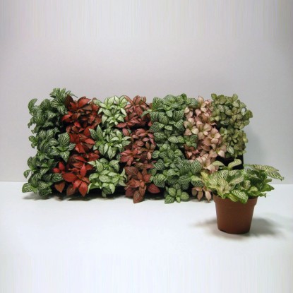 Royal Lemkes Fitónia (Fittonia) rôzne farby pr. cca 8,5 cm