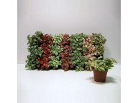 Royal Lemkes Fitónia (Fittonia) rôzne farby pr. cca 8,5 cm