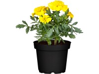 OBI Aksamietnica rozložitá medonosná žlto-oranžová priemer kvetináča cca 12 cm