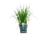 GROW by OBI Proso prútnaté (Panicum virgatum) GROW by OBI Proso prútnaté (Panicum virgatum)
