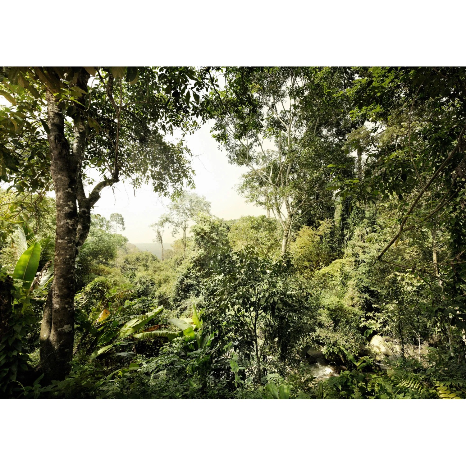 E-shop Komar Vliesová fototapeta Djungle 350 x 250 cm