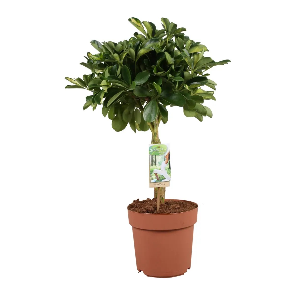 Planta Shefflera Arboricola Gold Capella Viva - 90 Cm De Altura, Para Interior Y Exterior - Planta Natural De Fácil Cuidado