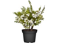 OBI Pernétia biela výška cca 10 - 20 cm kvetináč cca 1 l Pernettya