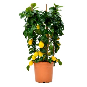 Citrónovník (Citrus limone) v kvetináči, výška cca 80 cm, s dozretými, žltými plodmi.