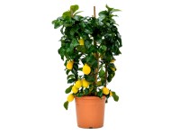 GROW by OBI Citrus limonový (Citrus limon) výška 80 cm, 18 l