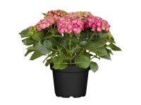 Hortenzia veľkolistá (Hortenzia) 