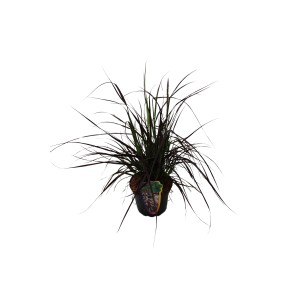 GROW by OBI Perovec 'Rubrum' v kvetináči, tmavé listy, svetlé klasy.