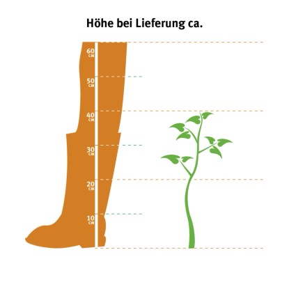 Grafika znázorňujúca výšku rastu OBI Weigelie 'Monet' (30-40 cm) pri dodaní.